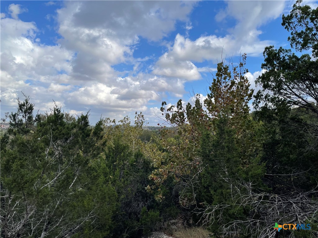 a view of a lot of trees