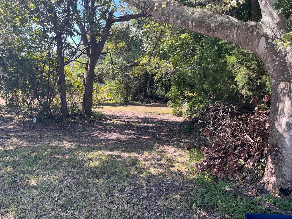 a view of a yard with plants and trees