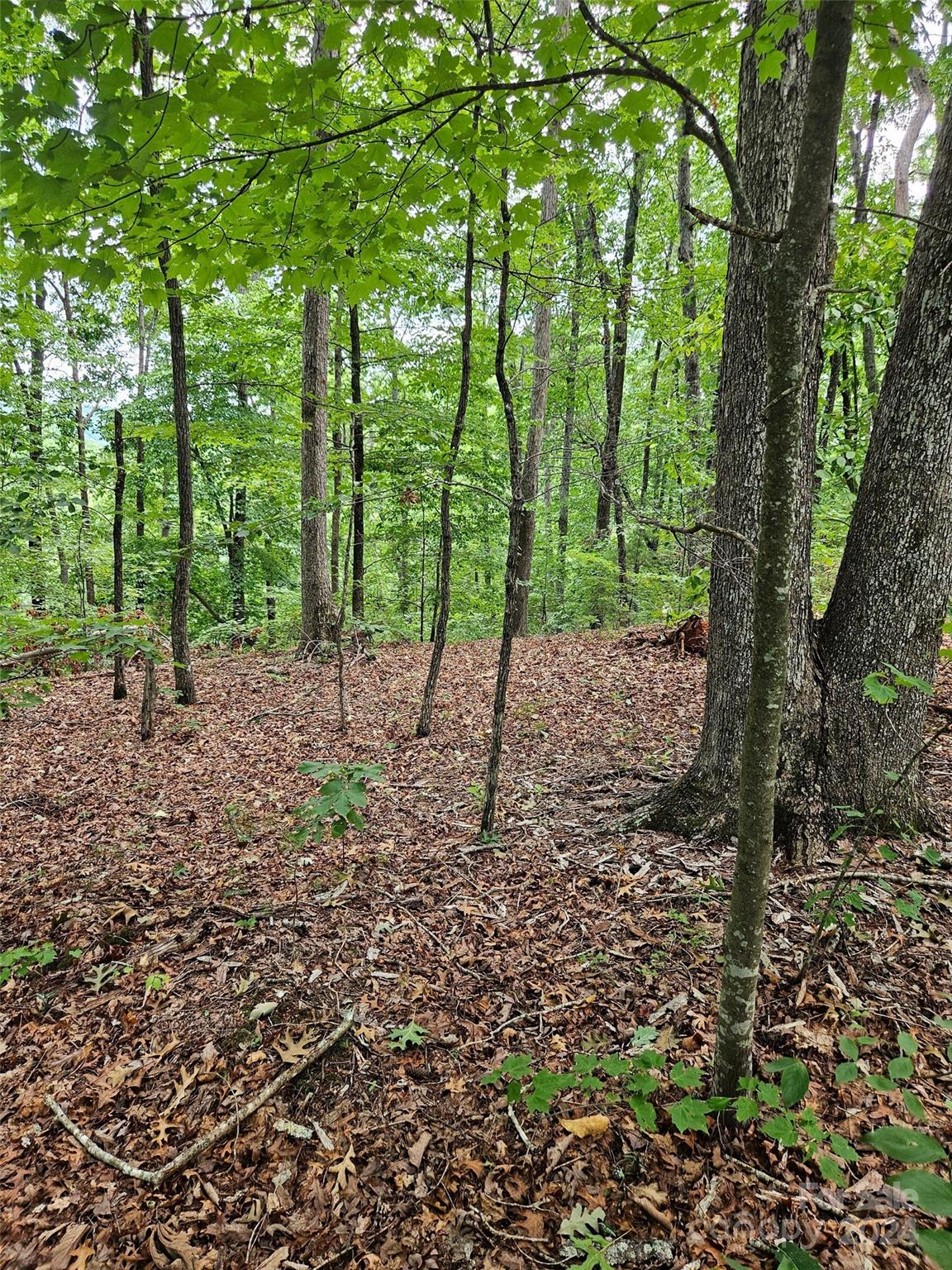 a view of a forest with a tree