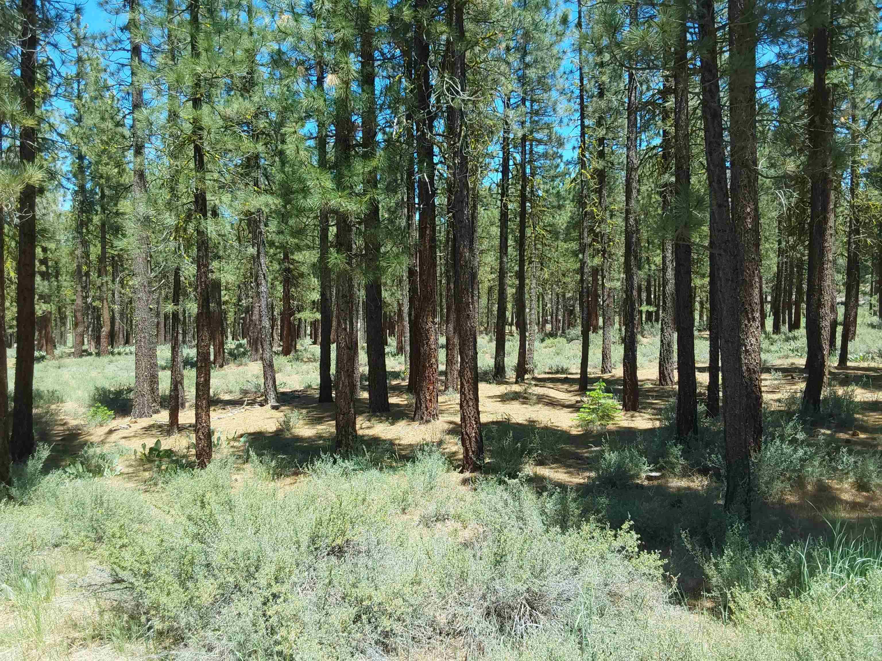 a view of backyard with green space