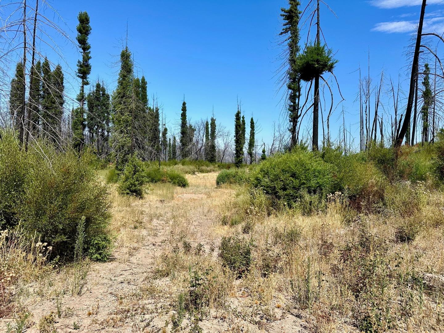 a view of a yard with tree s