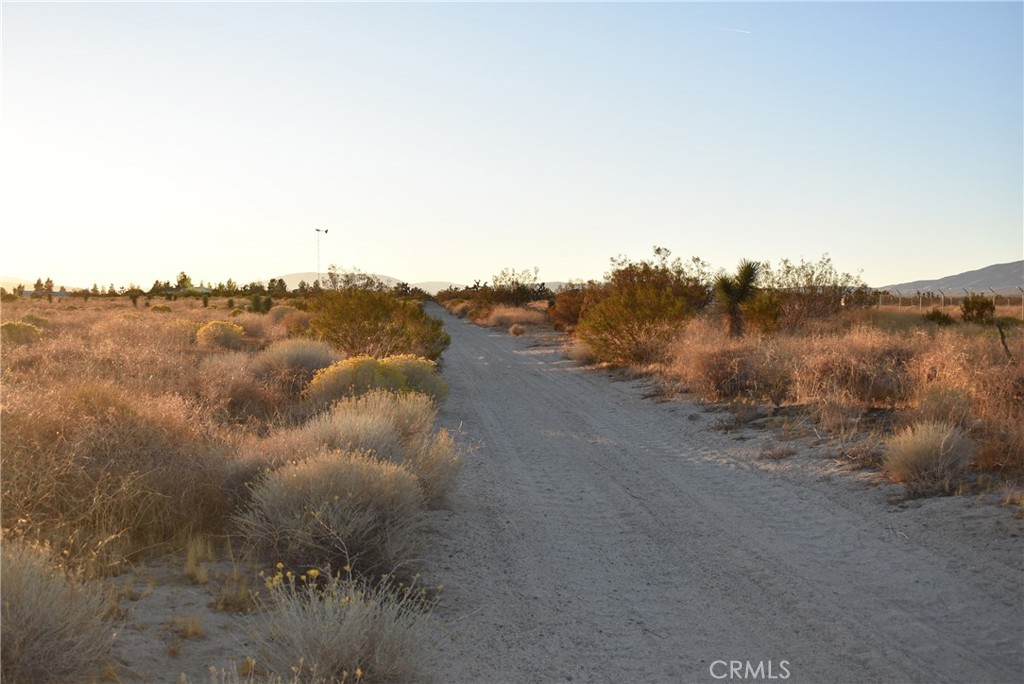 a view of a dry yard with trees