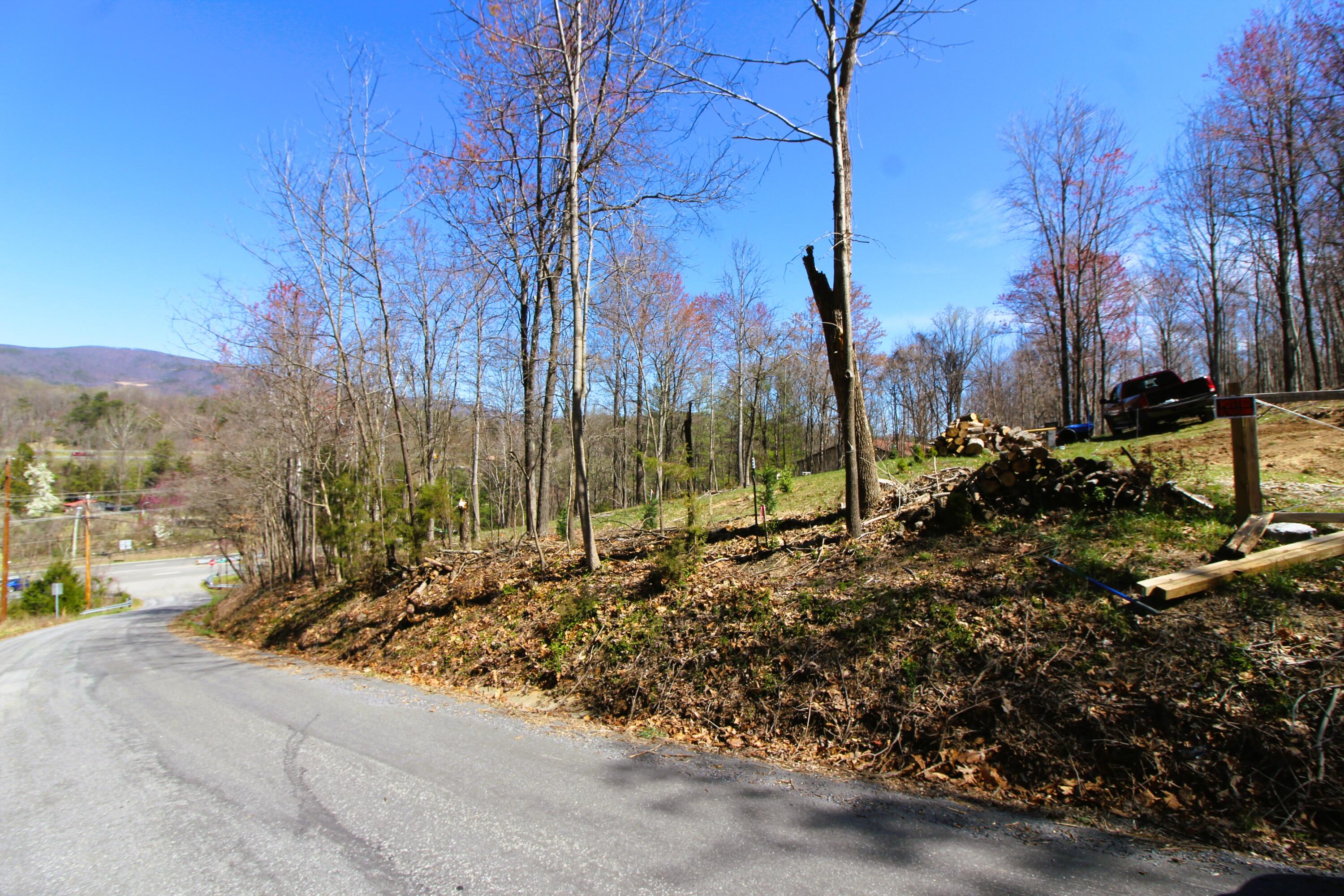 a view of a park with large trees