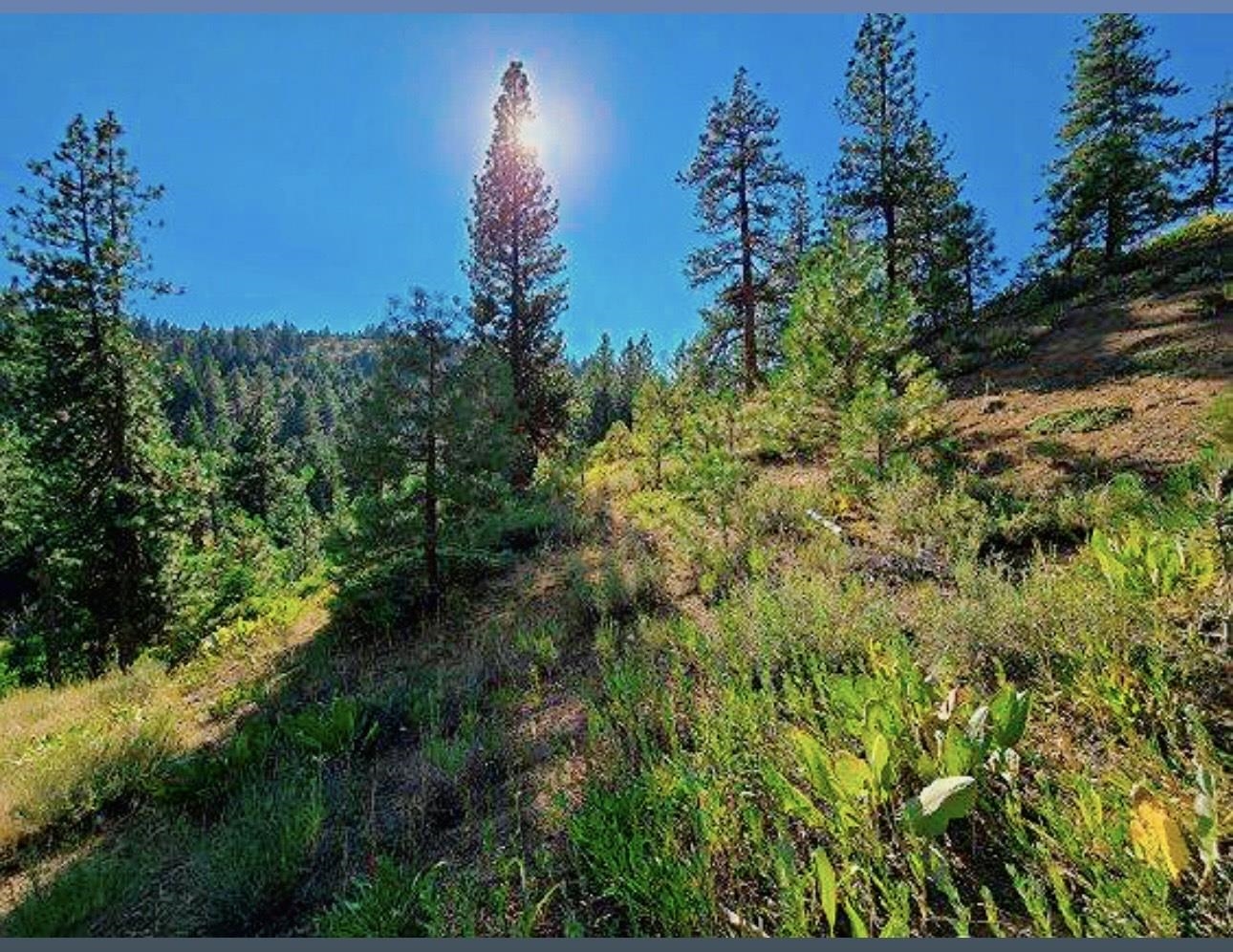 a view of a lush green space