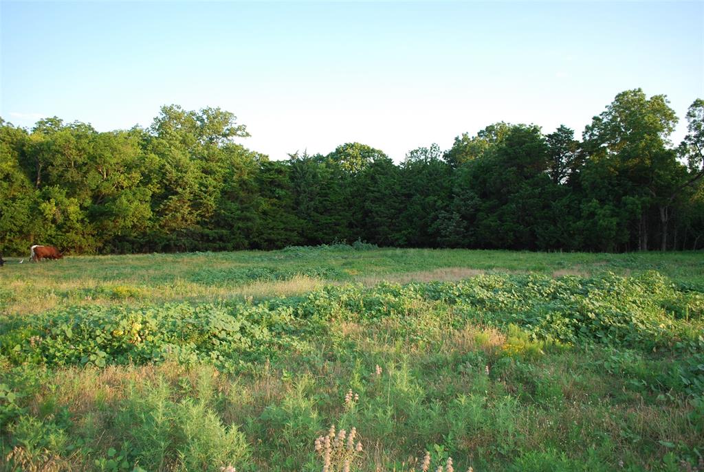 a view of backyard with green space