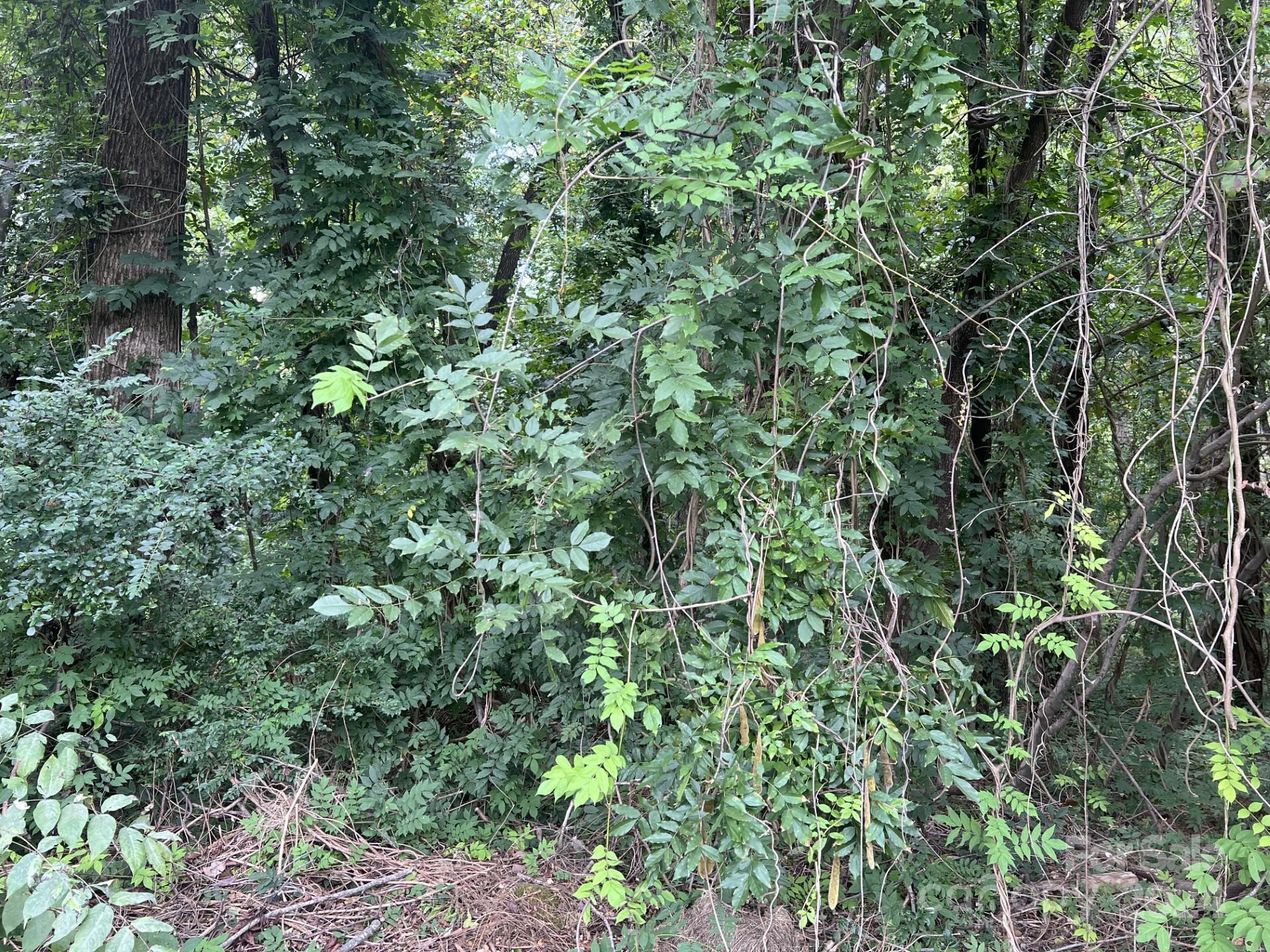 a view of a lush green forest with lawn chairs