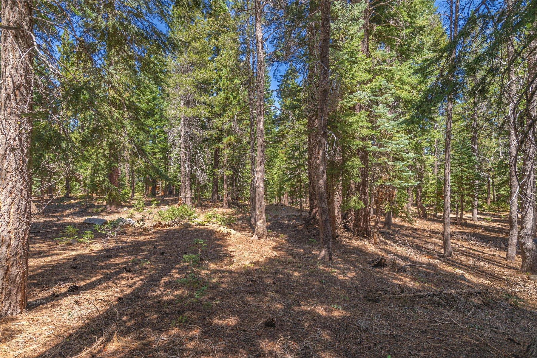 a view of a forest with trees in the background