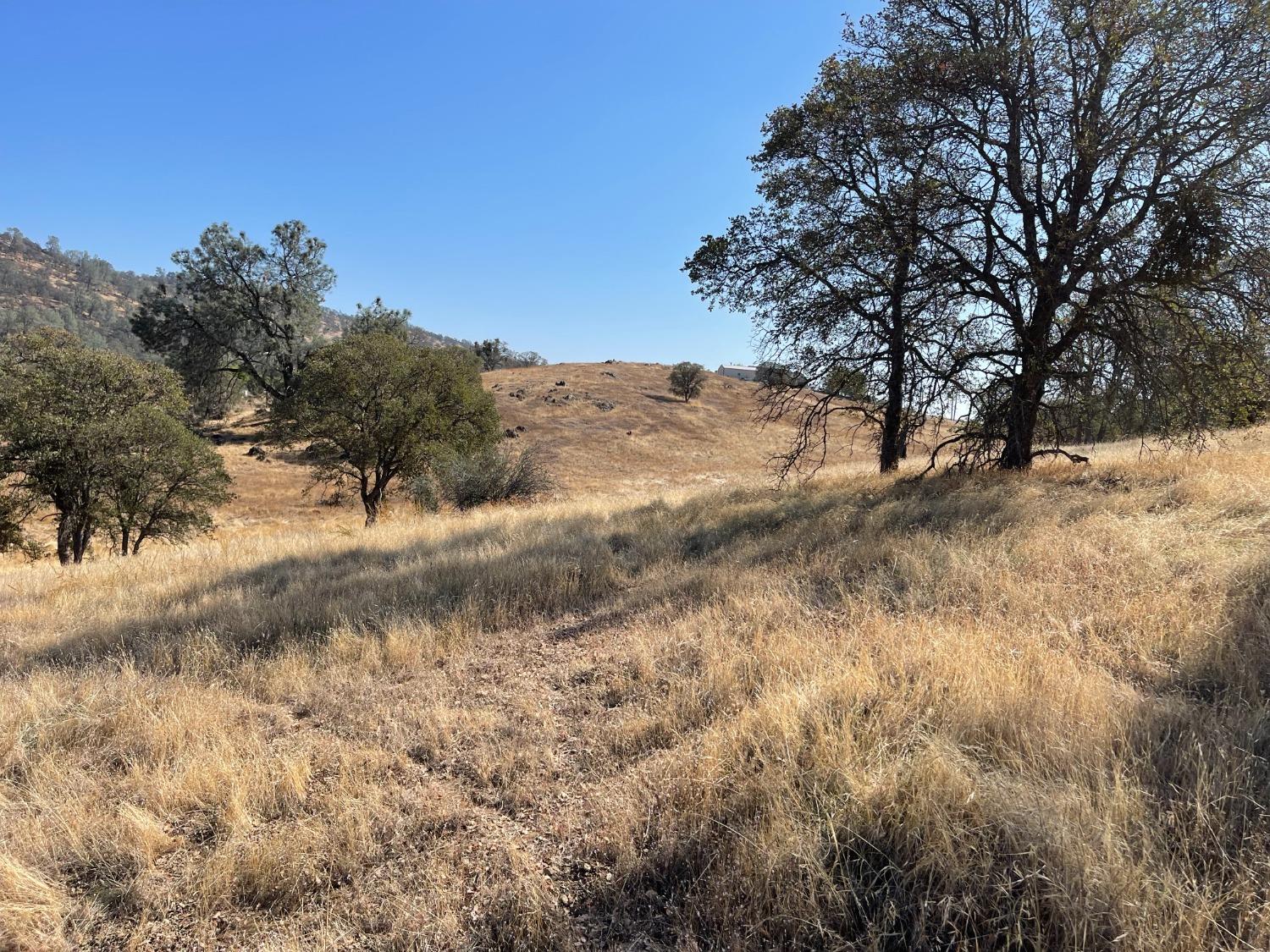 a view of a dry yard with trees