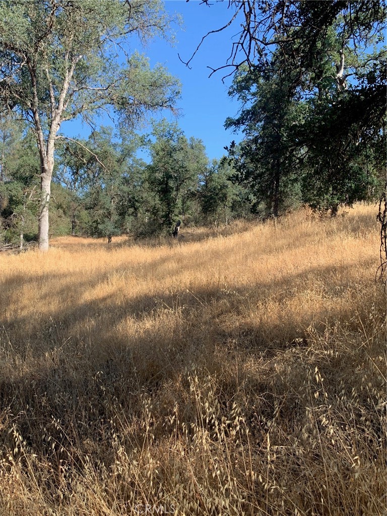 a view of a yard with a tree