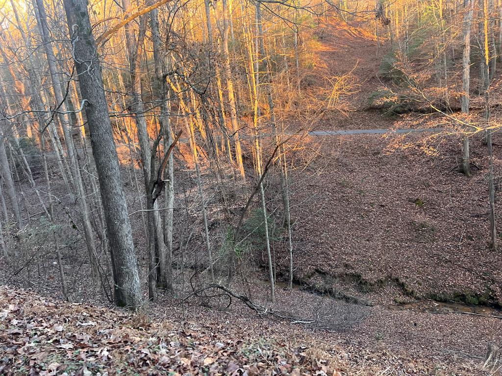 a view of a dry yard with trees