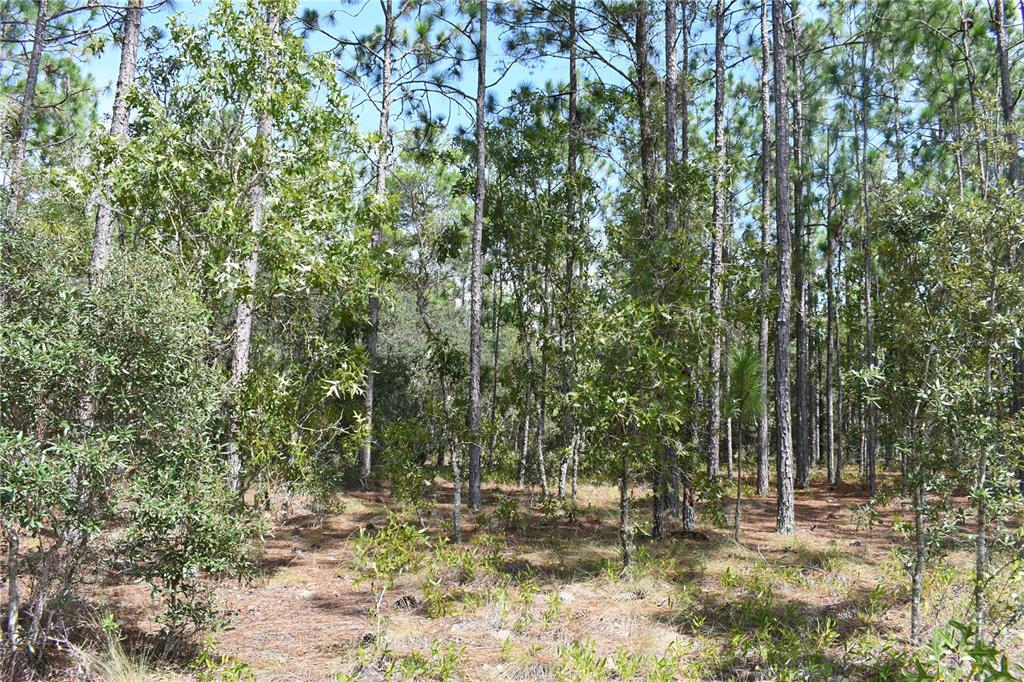 a view of a forest with trees