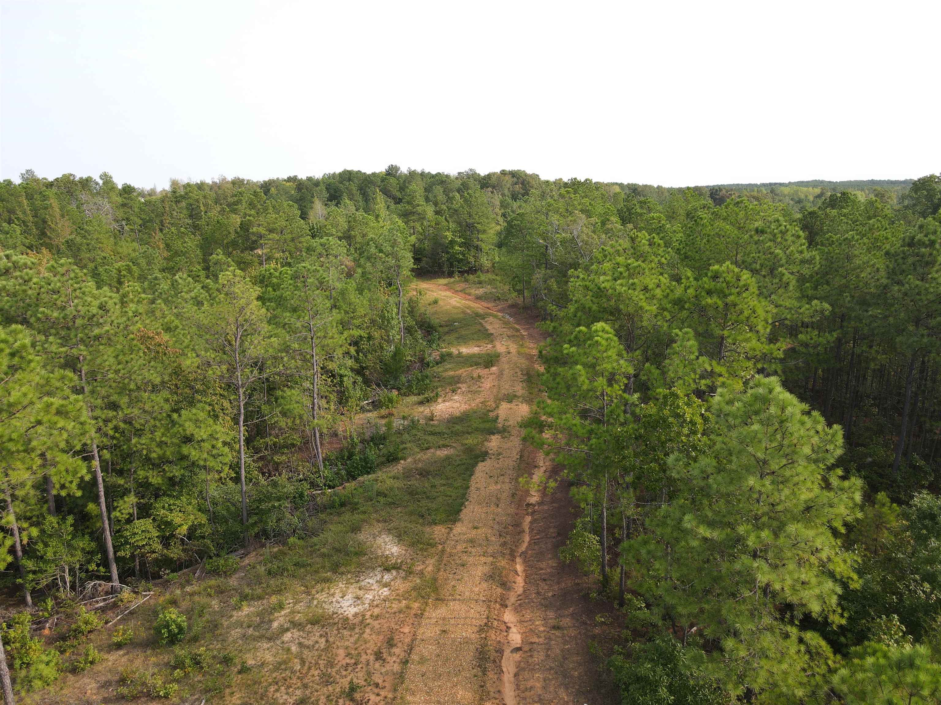 a view of a forest with a mountain