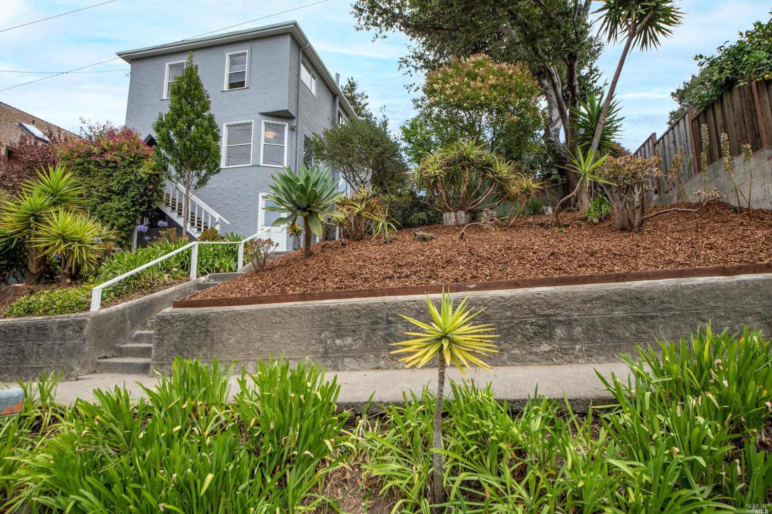 a view of a backyard with plants and palm tree