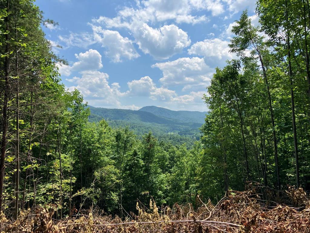 a view of a bunch of trees