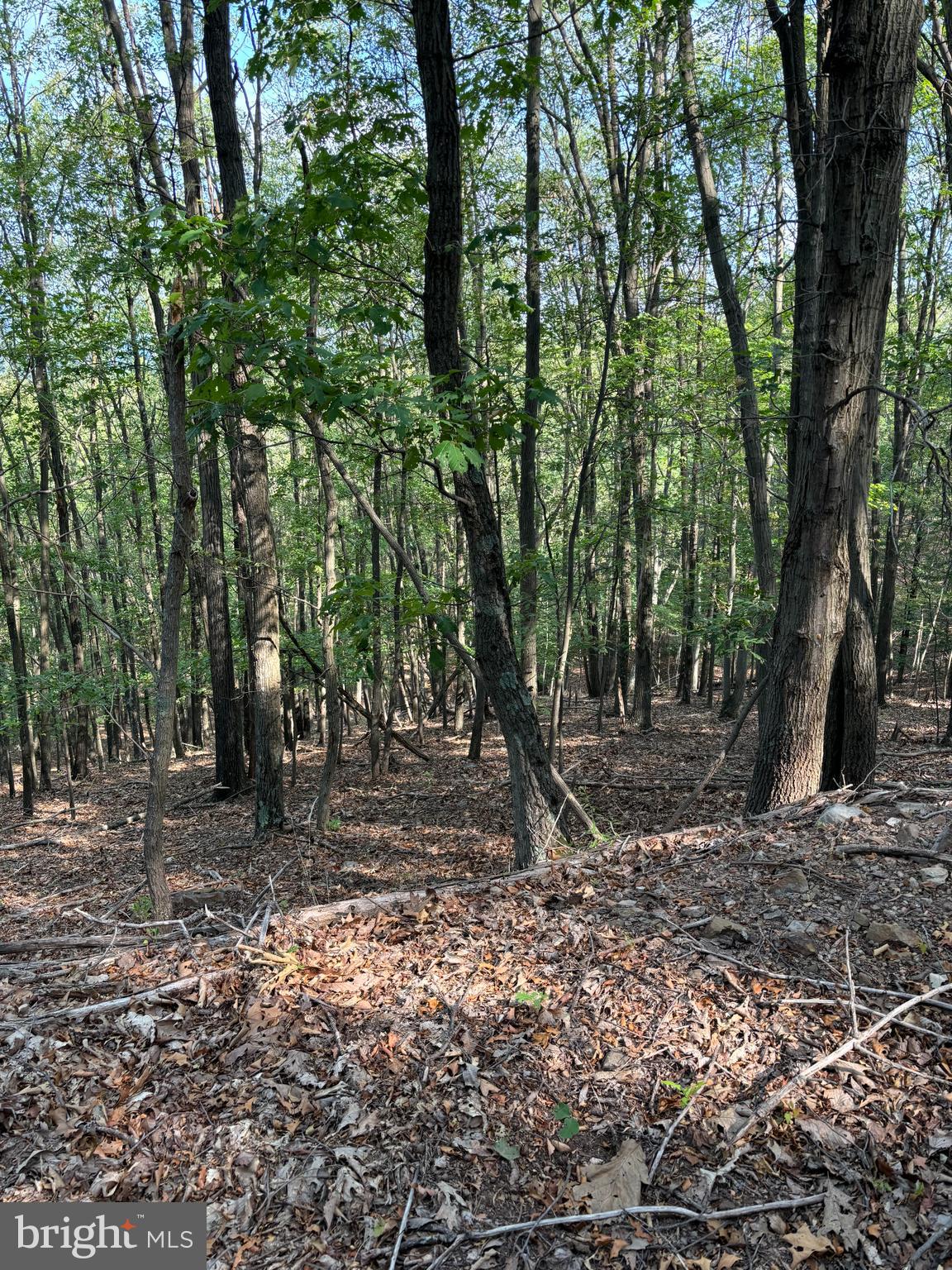 a view of a forest with trees in the background