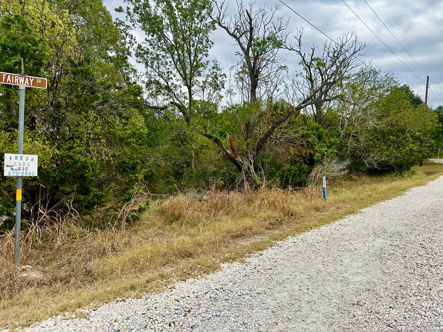 a view of backyard and trees