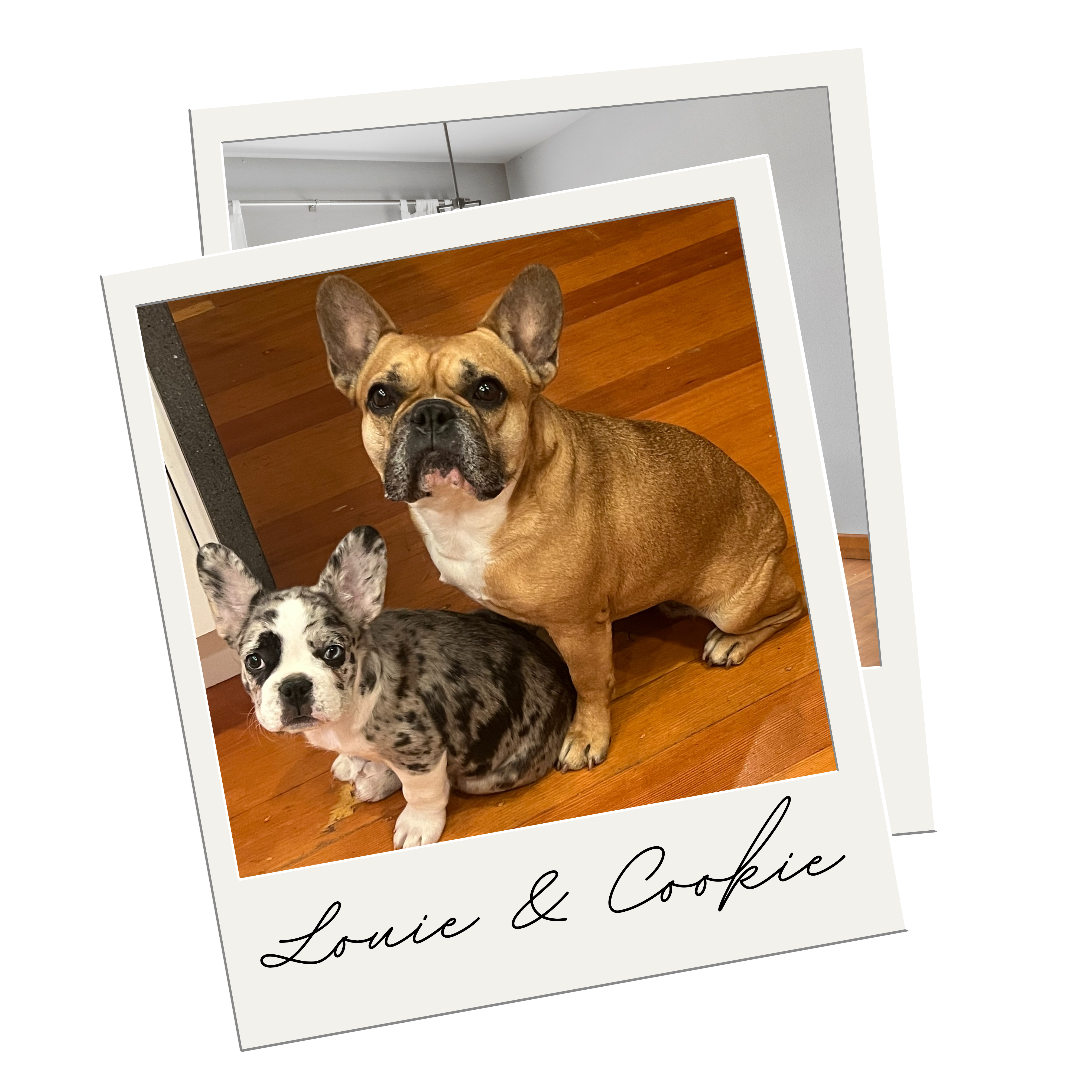 Alana Mey's Bellingham Partner Pups Cookie and Louie!