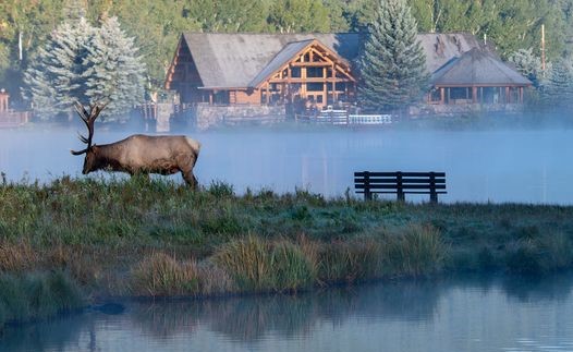 Evergreen Lake Elk