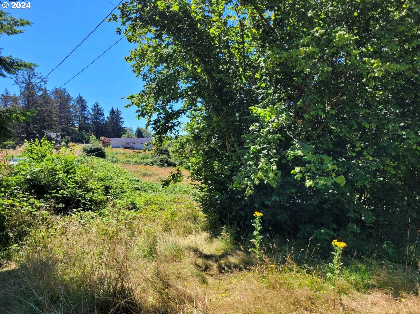 a view of a tree in a yard