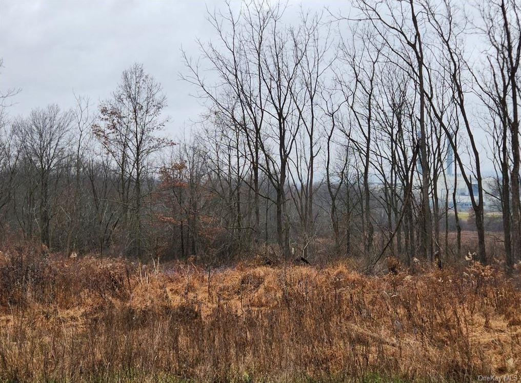 a view of backyard with tree