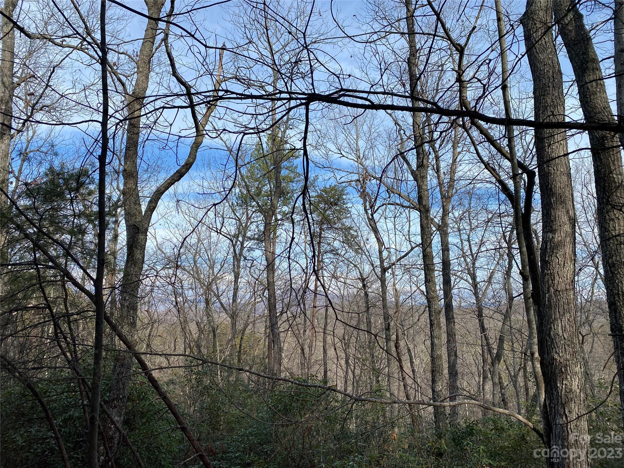 a backyard of a house with lots of trees