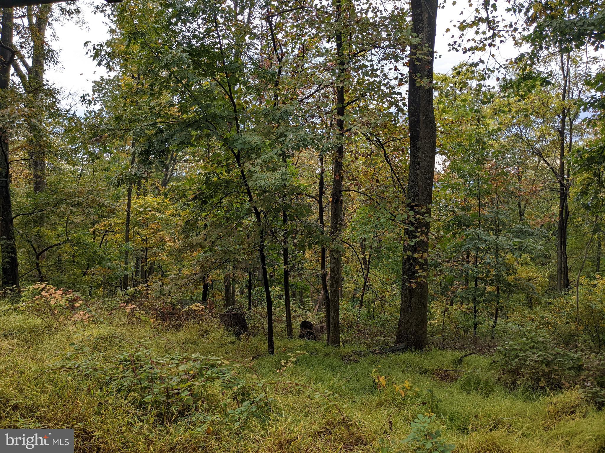 a big yard with lots of green space and trees