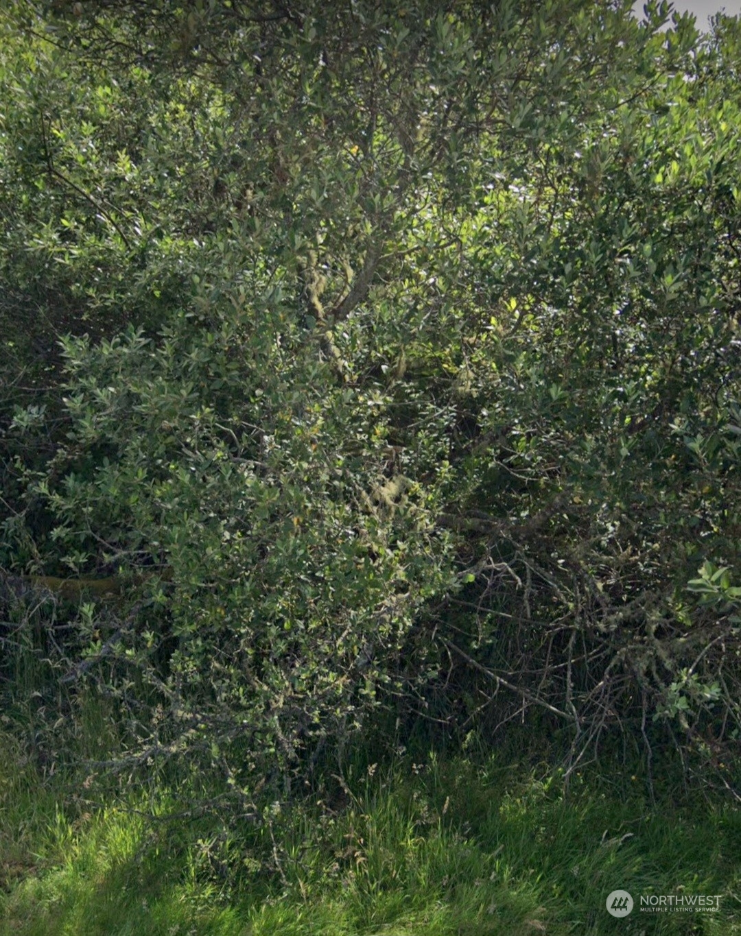 a view of a lush green forest