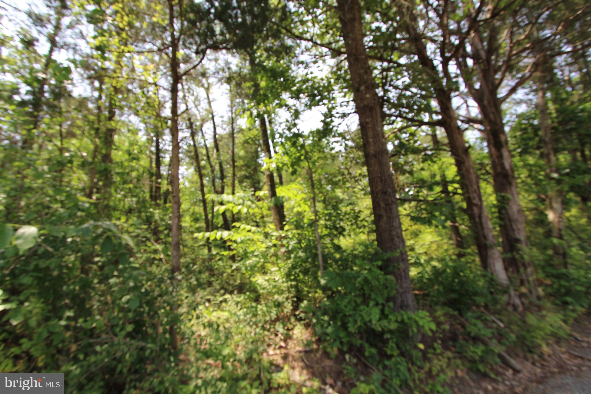 a view of a lush green forest