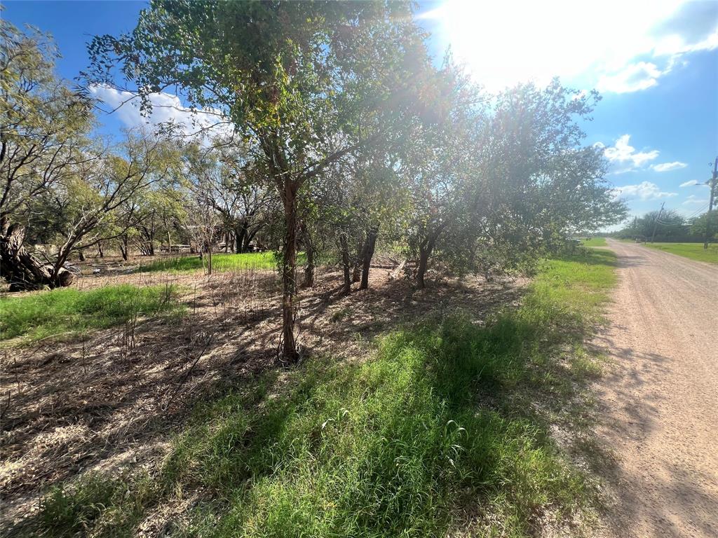 a view of a field with lots of trees