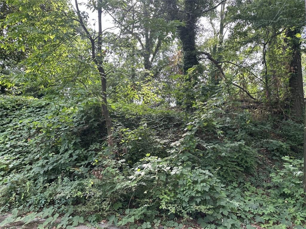 a view of a lush green forest