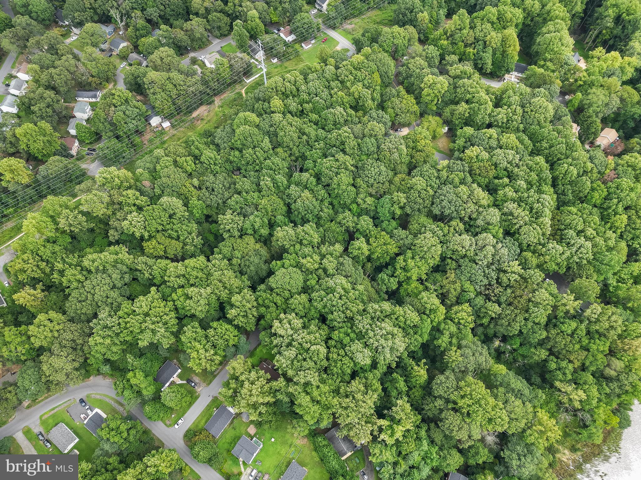 a view of a lush green forest with a tree