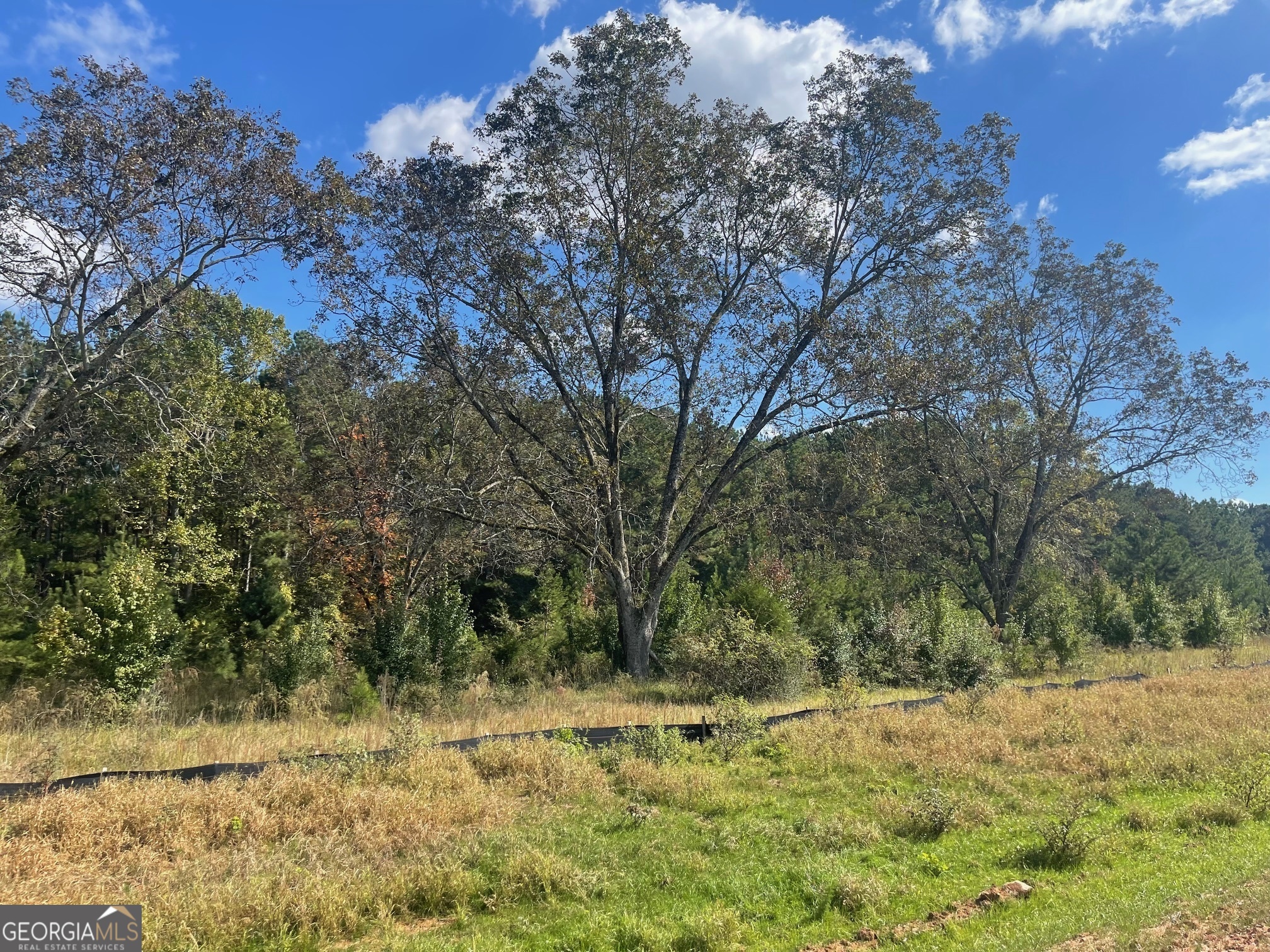 a view of a yard with a tree