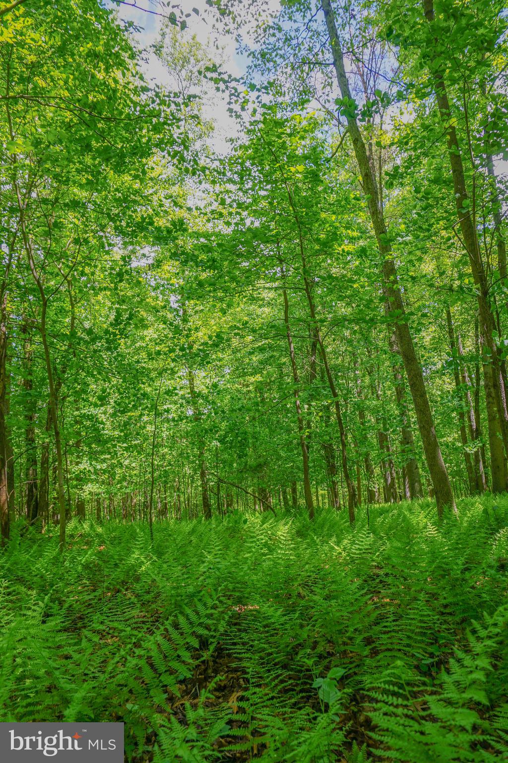 a view of a lush green forest