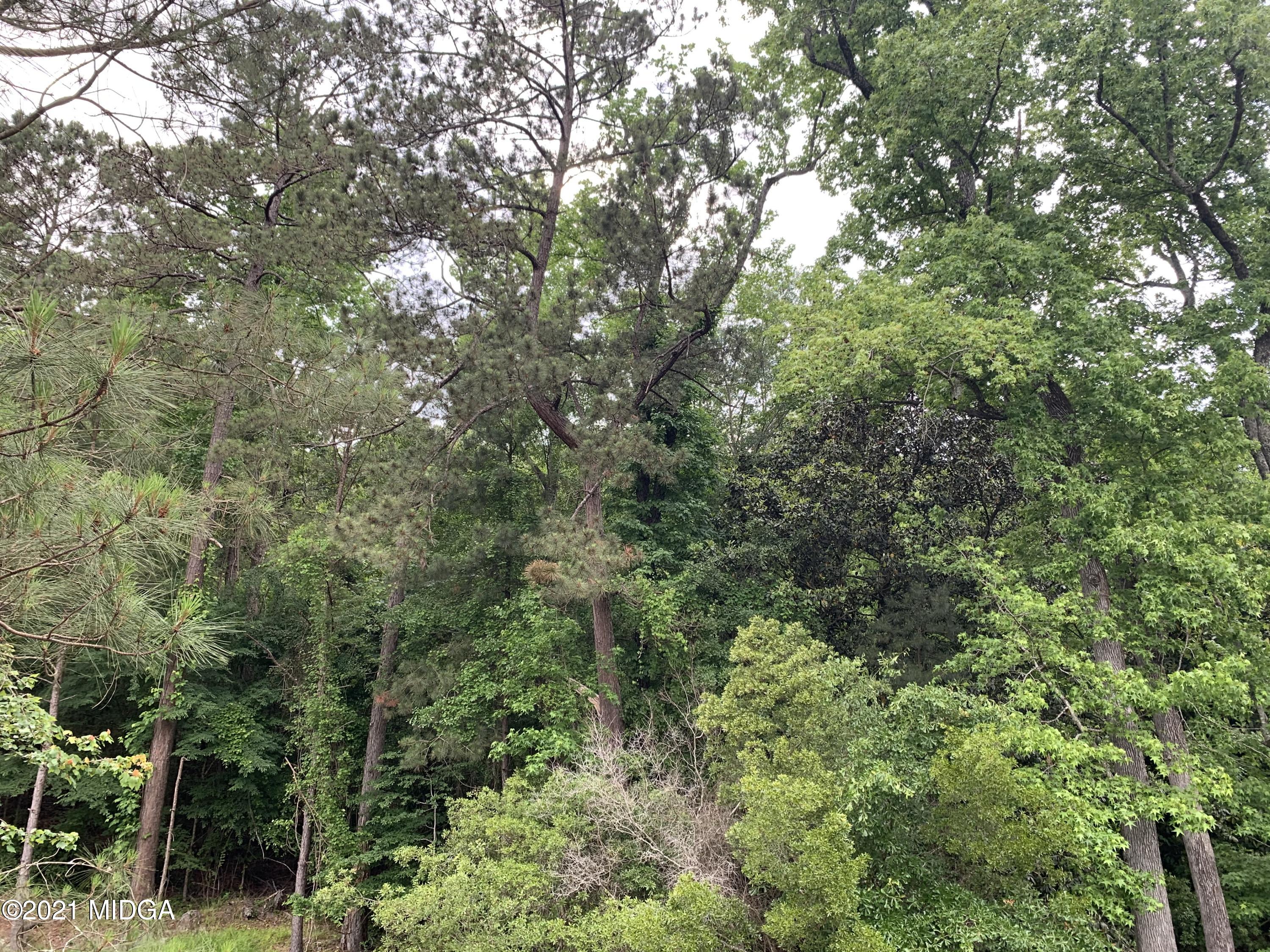 a view of a forest with lush green forest