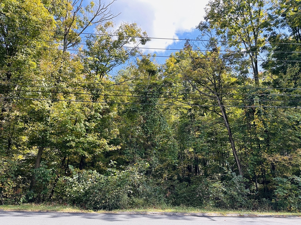 a view of a bunch of trees