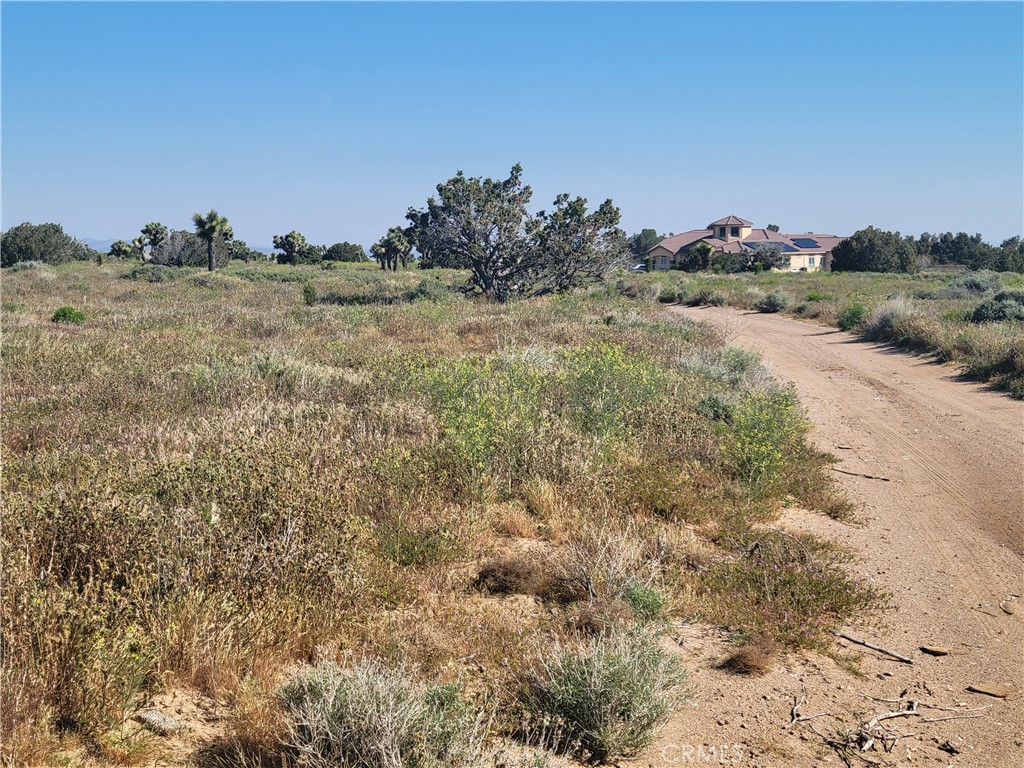 a view of a dry yard with trees