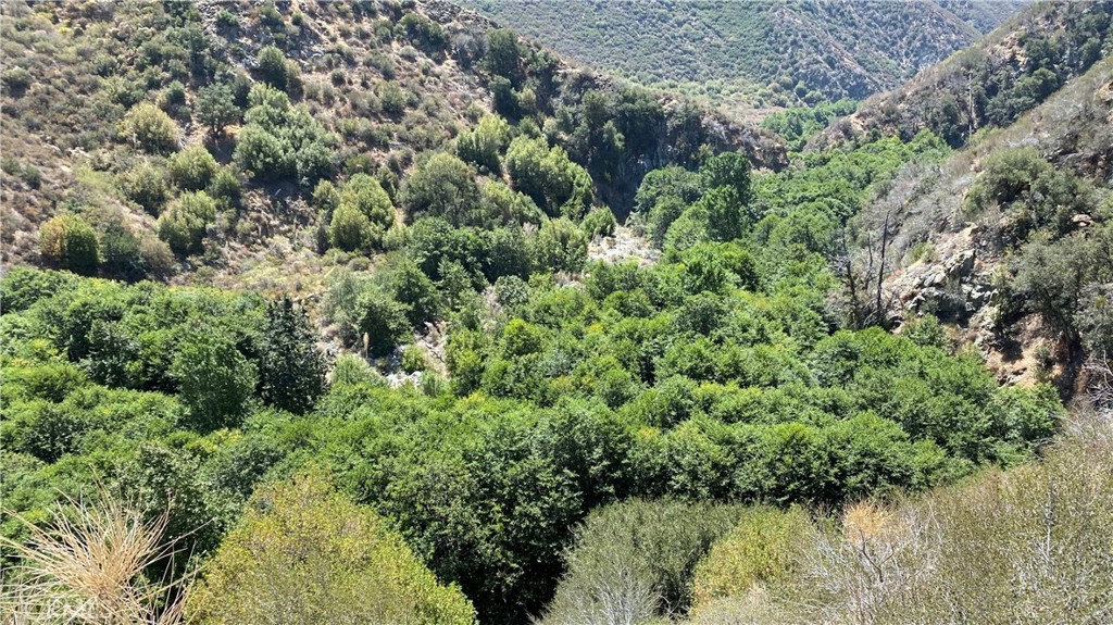 a view of a forest with a lake