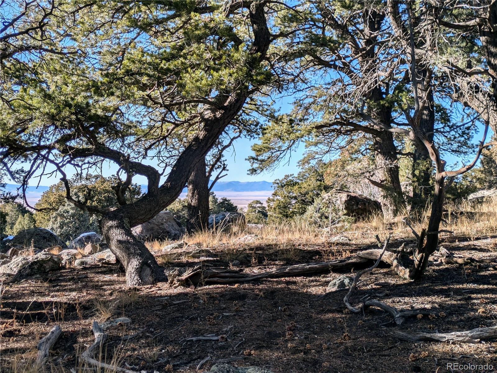 a view of a tree