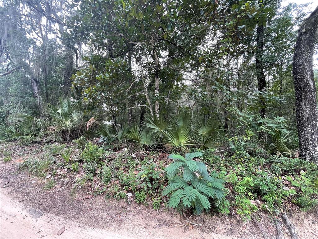 a view of a forest with lots of trees