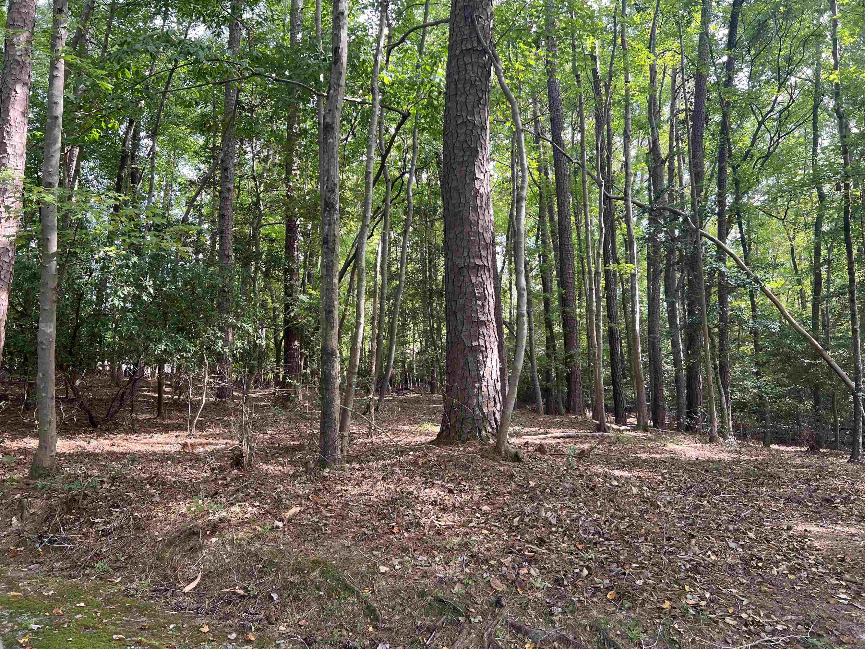 a view of outdoor space with lots of trees