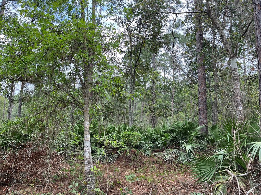 a view of a lush green forest