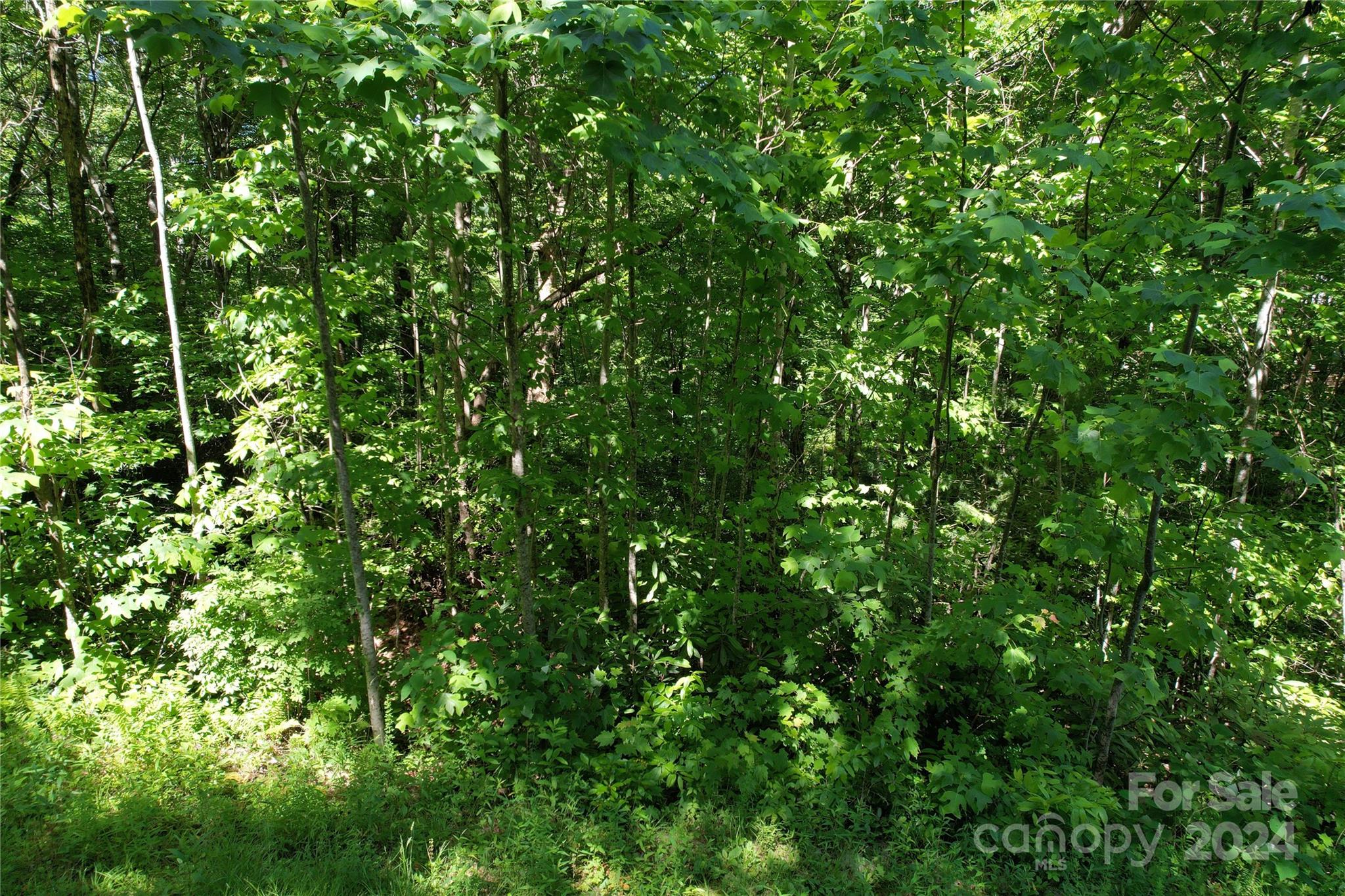 a view of a lush green forest