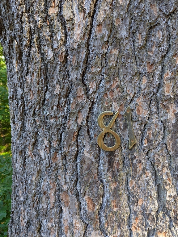 a view of a tree in a yard