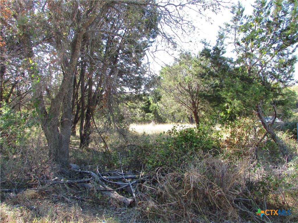 a view of a tree in a yard