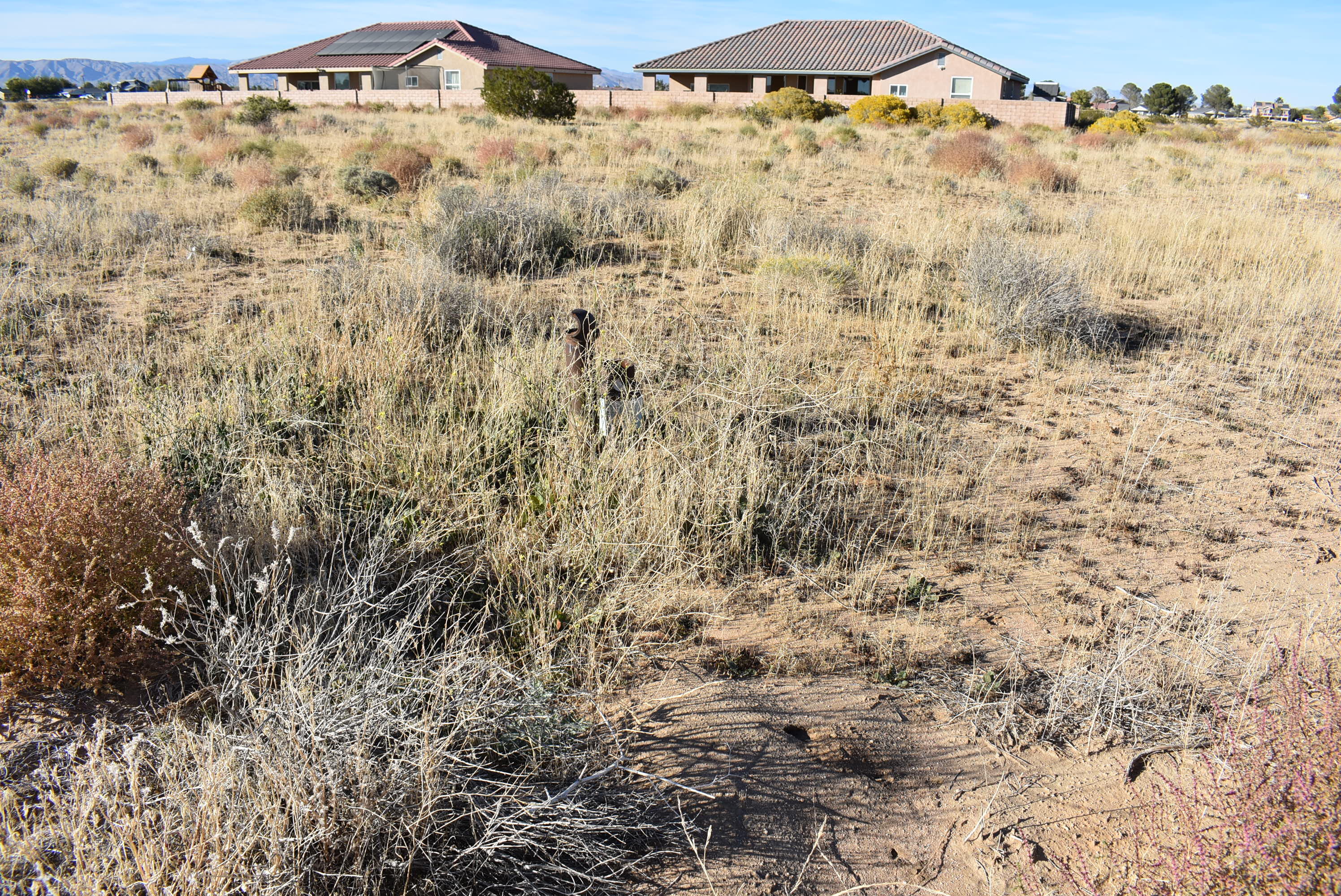 a view of a dry yard