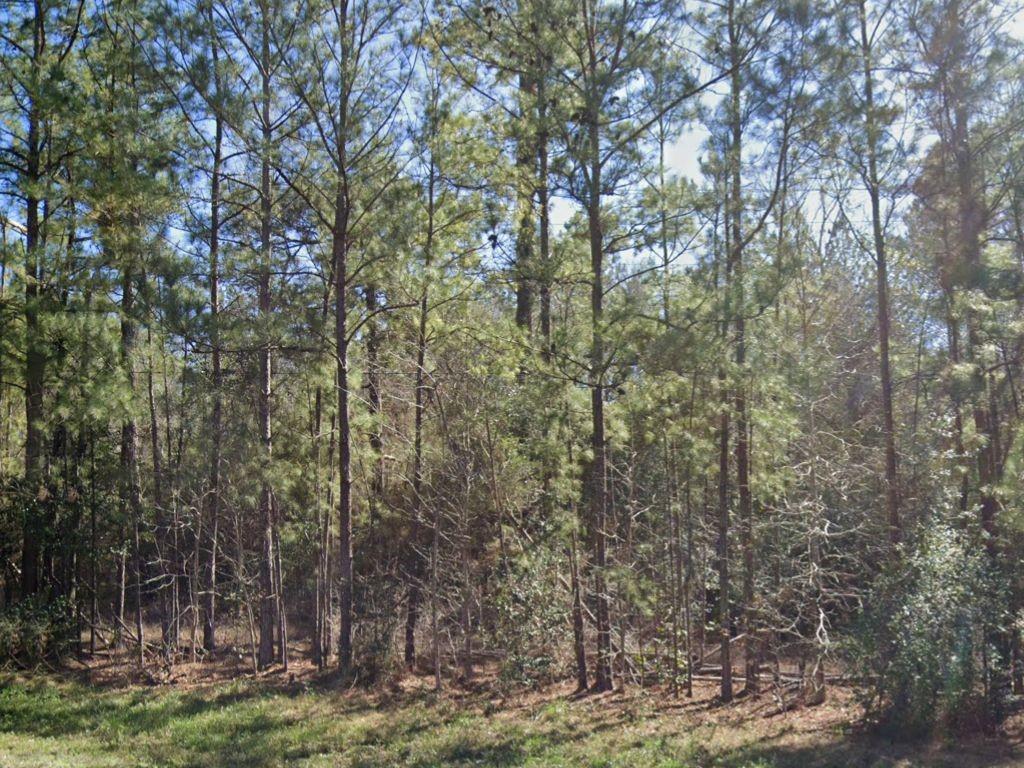 a view of a forest filled with trees