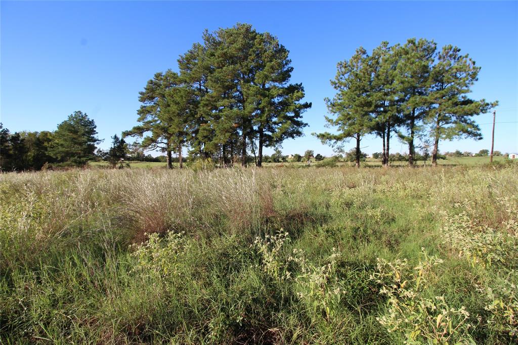 a view of yard with trees