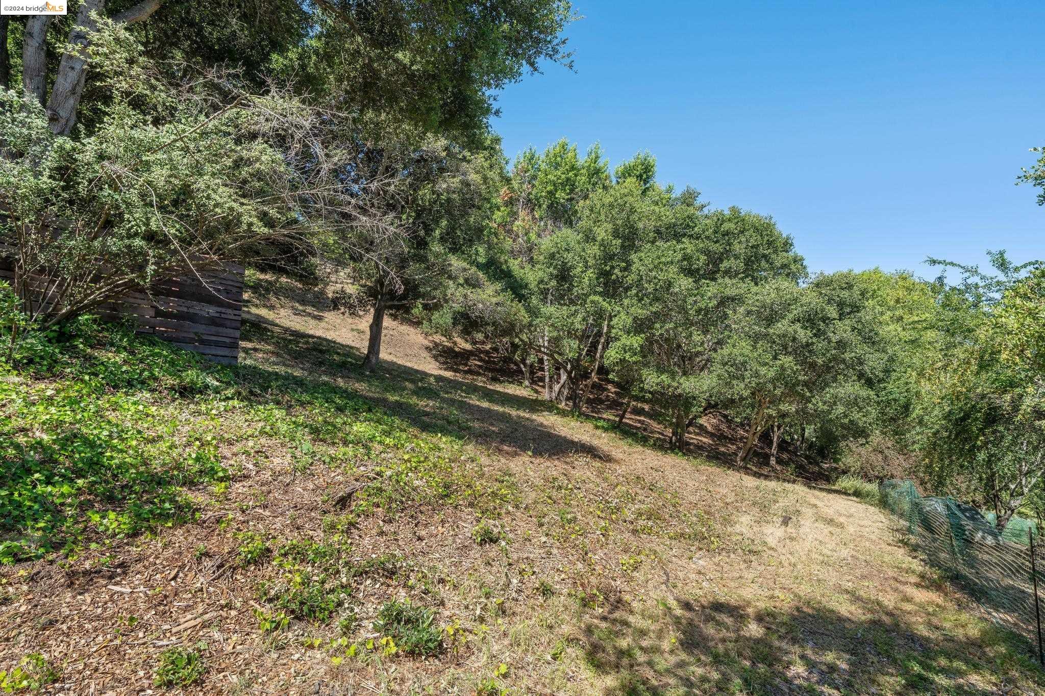 a view of a yard with plants and large trees