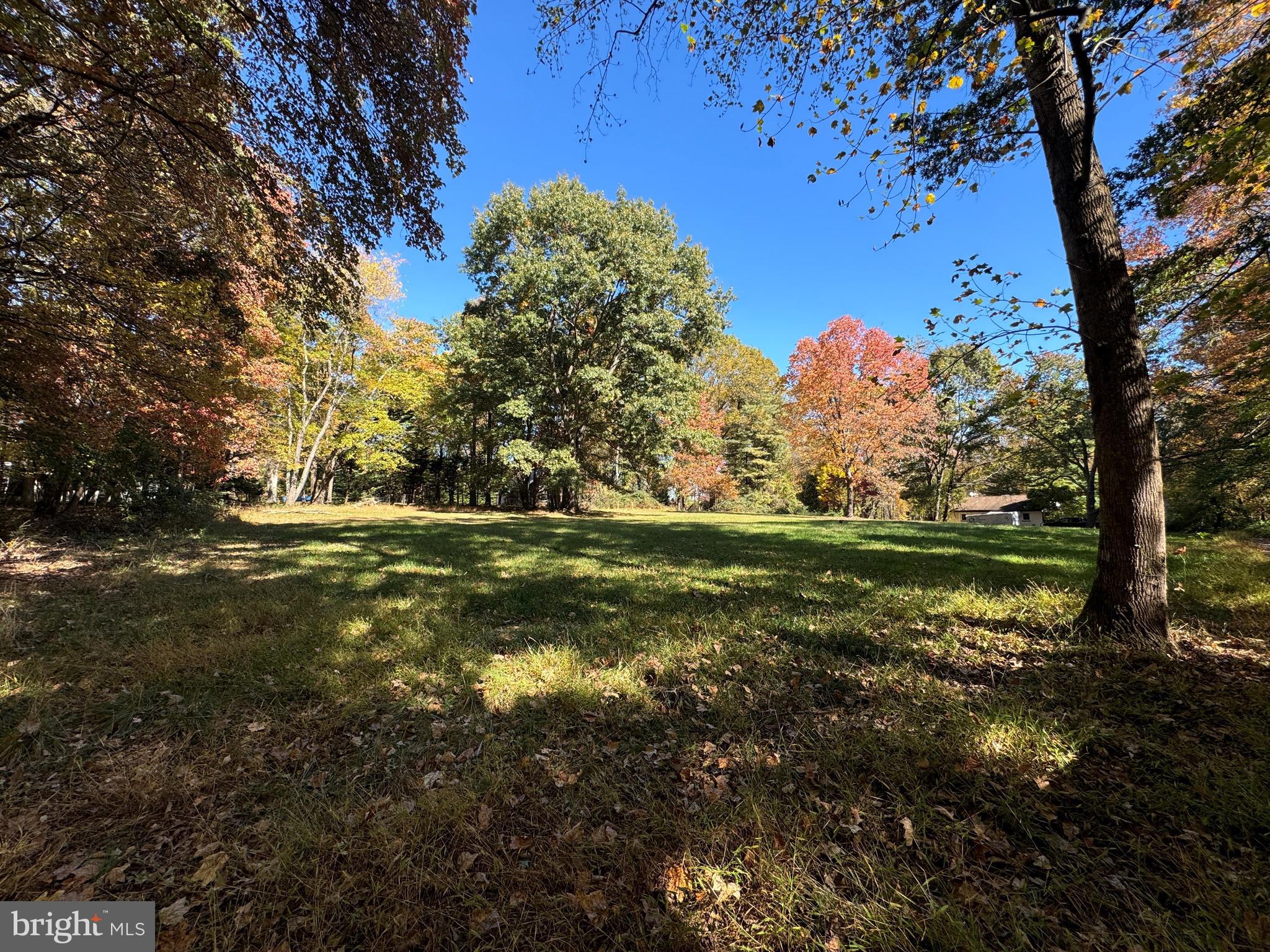 a view of a trees in a yard