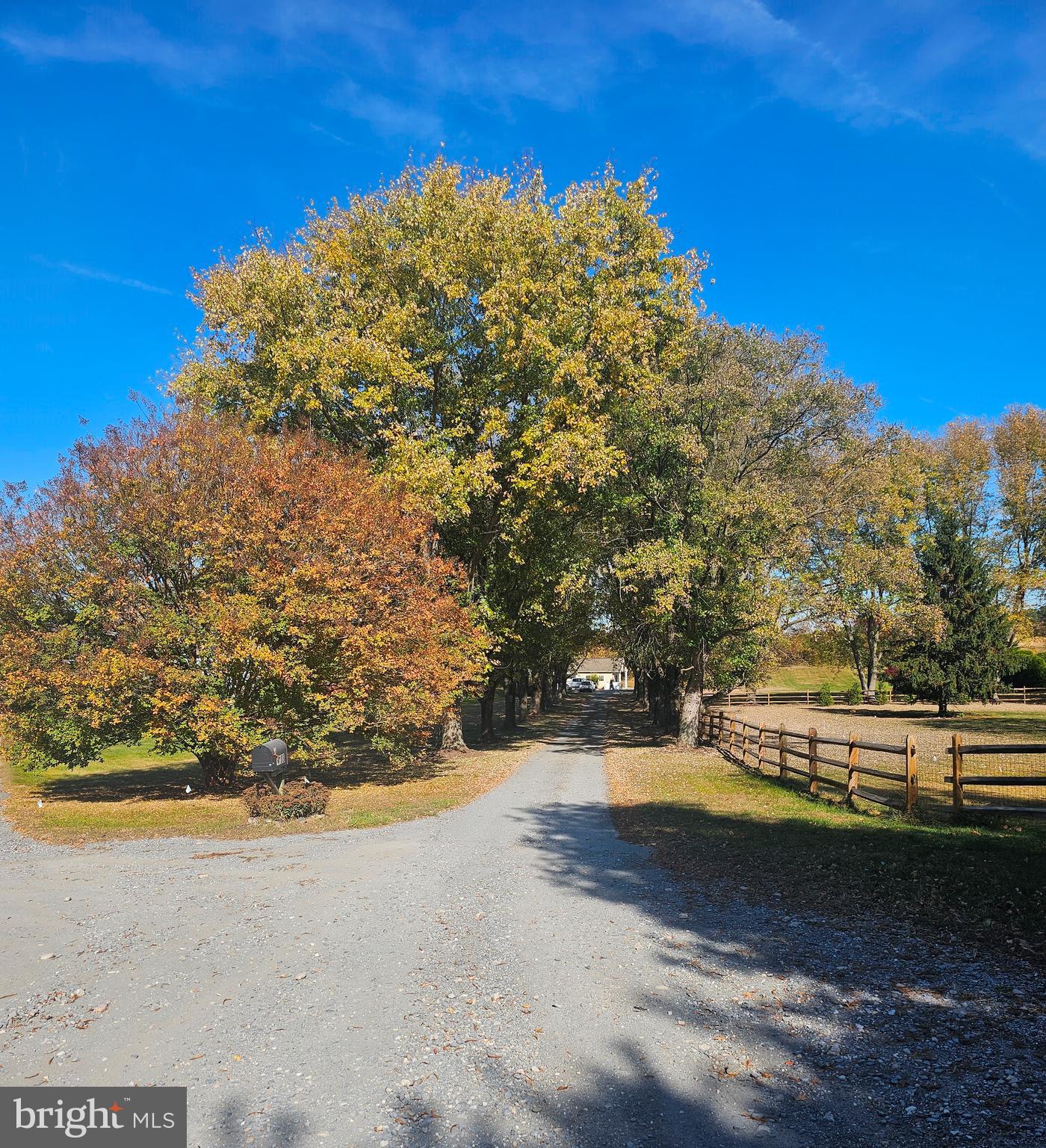 a view of a yard with a tree